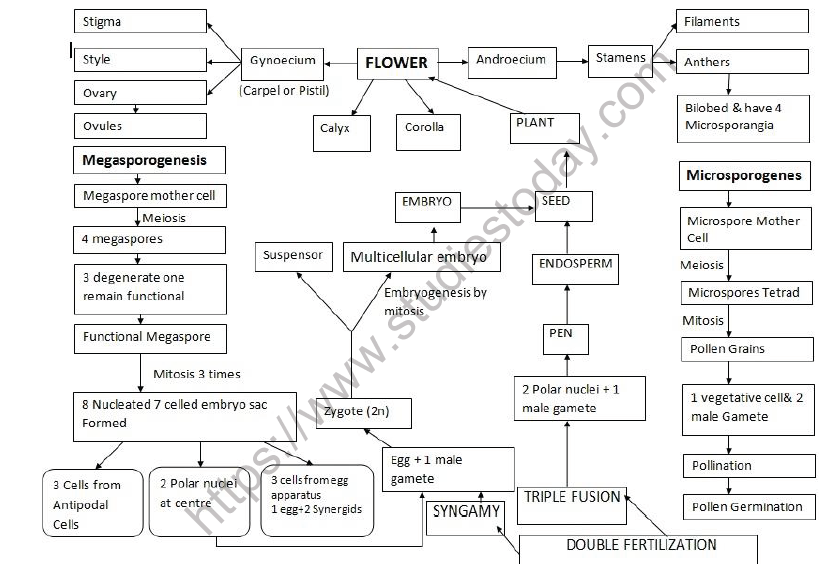 Class 12 Biology Chapter 1 Exercise Solutions Sexual Reproduction In Flowering Plants